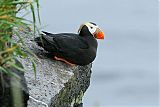 Tufted Puffin